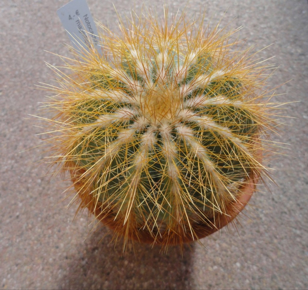 Notocactus magnificus.JPG