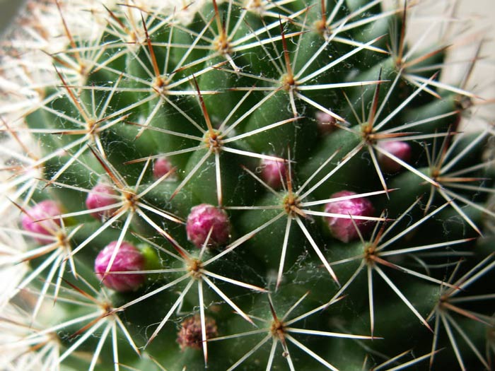 Mammillaria-backebergiana.jpg