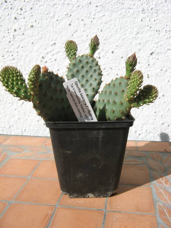 Opuntia basilaris F1 Hybride