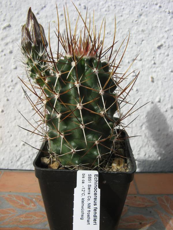 Echinocereus fendleri SB51 Sierra Co, NM