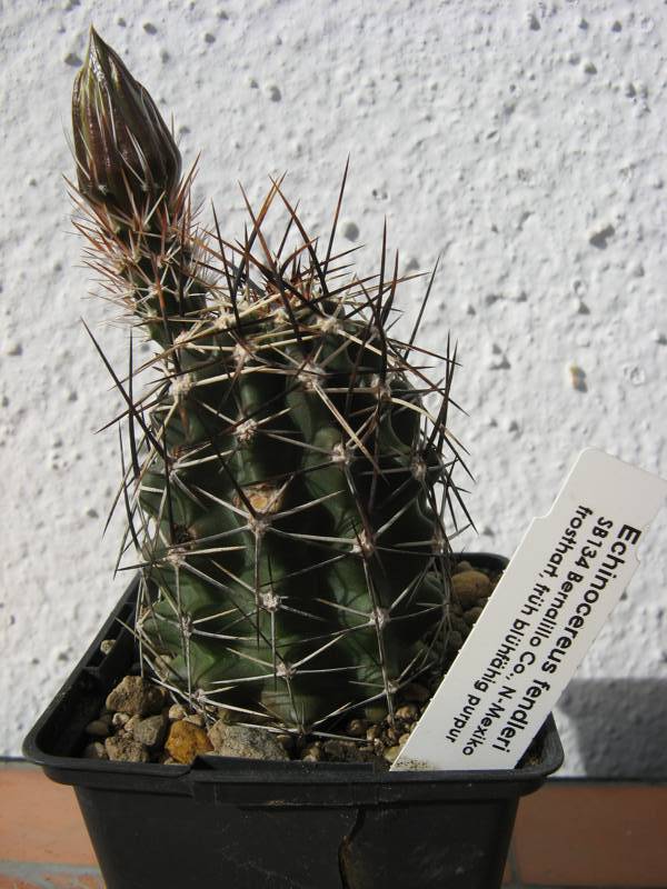 Echinocereus fendleri SB134 Bernalillo Co., N-Mexiko