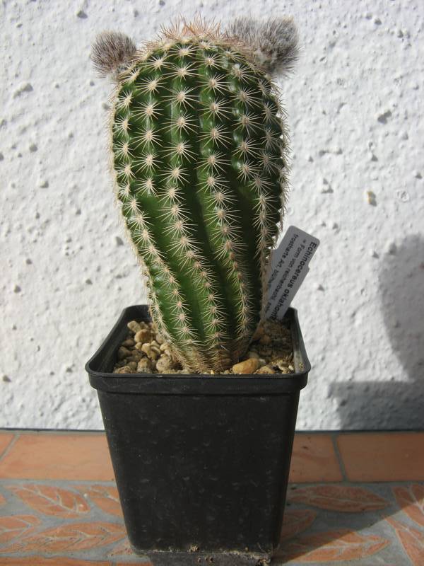 Echinocereus oklahomensis (Form von reichenbachii)