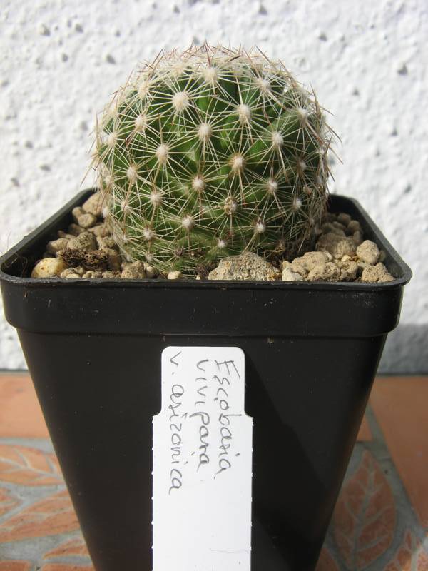 Escorbaria vivipara v. arizonica