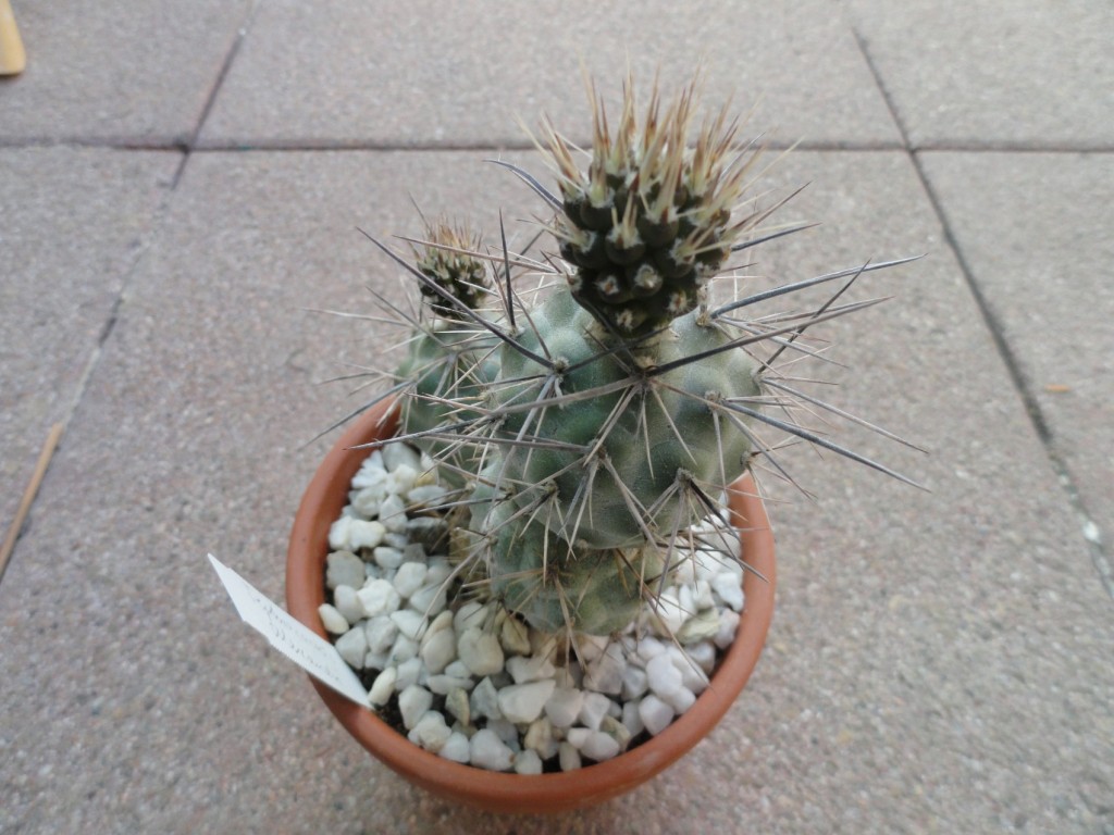 Tephrocactus alexanderii-2.JPG