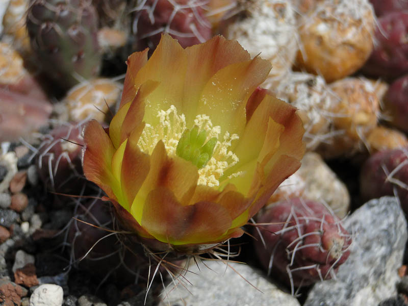 Maihuenopsis mandragora 2011 Juno15.jpg