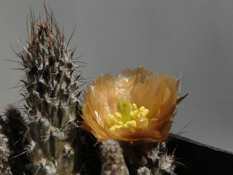 Pterocactus HPT793 Fiambala 2012 Mai13-2.jpg