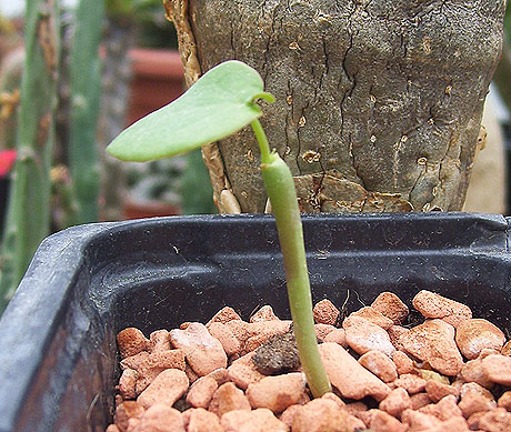 Jatropha podagrica