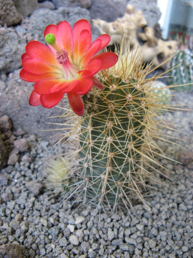 Echinocereus cocineus v. arizonicus MG191.23 - 01.jpg