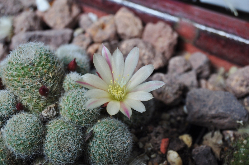 Schon seit letztem Jahr in der Sammlung und macht wieder viele Blüten - Rebutia oder eine verwandte Gattung?