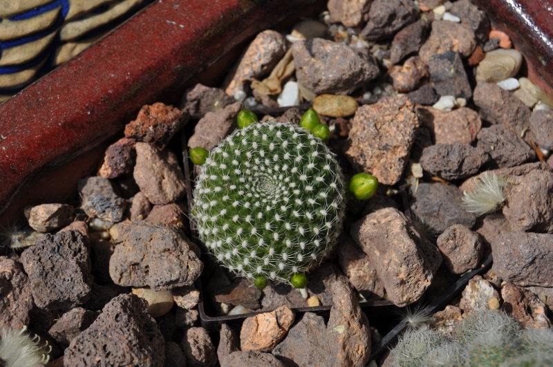 Noch eine Rebutia (?) - kann man schon was sagen oder muss ich mich noch  bis zur blüte gedulden?