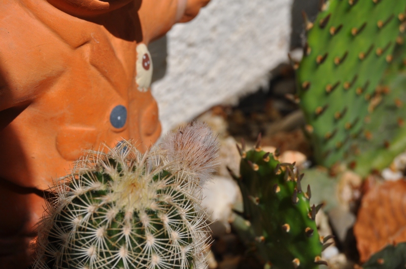 Ein Echinocereus - aber welcher? (winterhart)