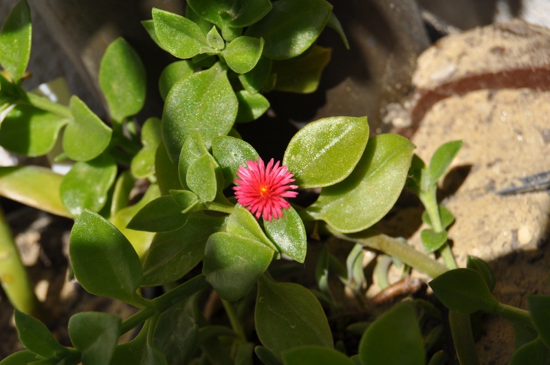 Ein Mittagsblumengewächs aus Mallorca...