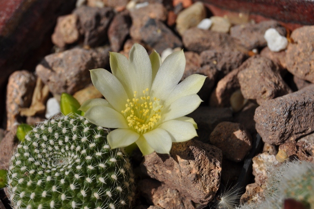 R. krainziana var. albiflora?