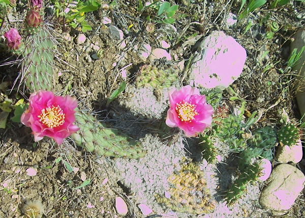 Opuntia polyacantha_220512_3b.png