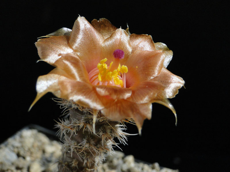 Pterocactus valentinii HUN382-2 2012 Juno08-3.jpg