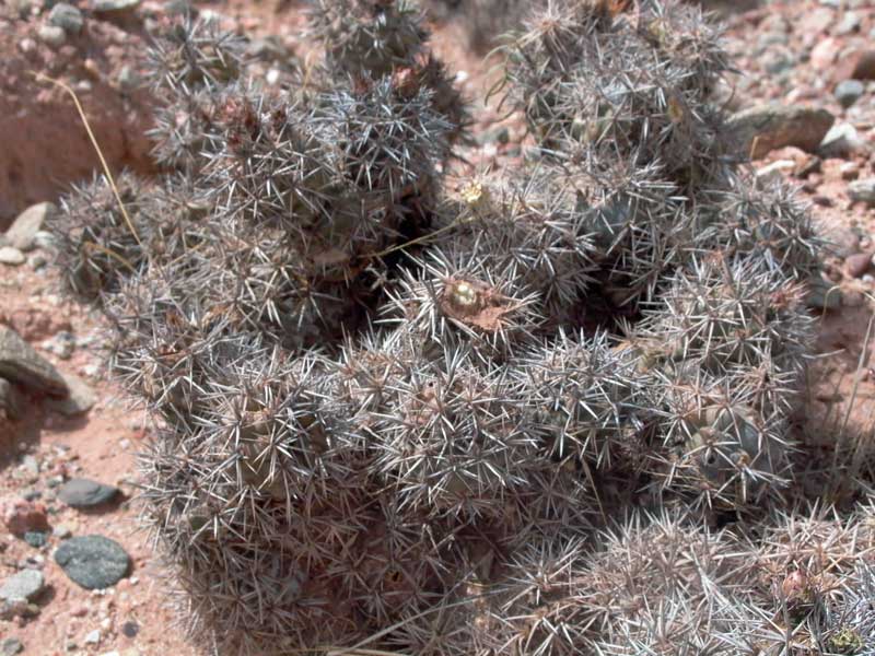 tephrocactus_alexandrii_iF01.jpg