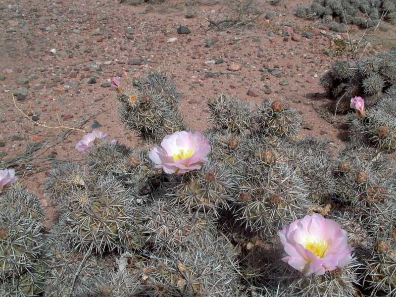 tephrocactus_alexandrii_iF0.jpg