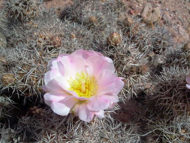 tephrocactus_alexandriim8.jpg