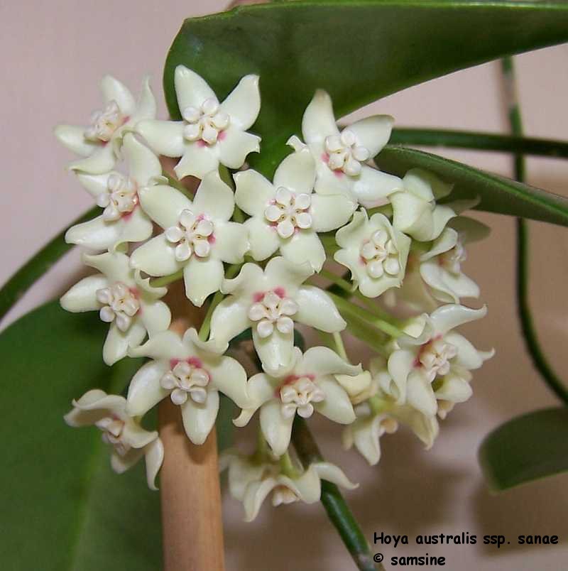 Hoya australis ssp. sanae