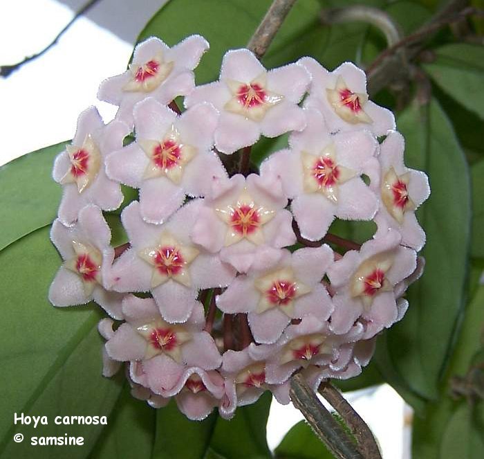 Hoya carnosa