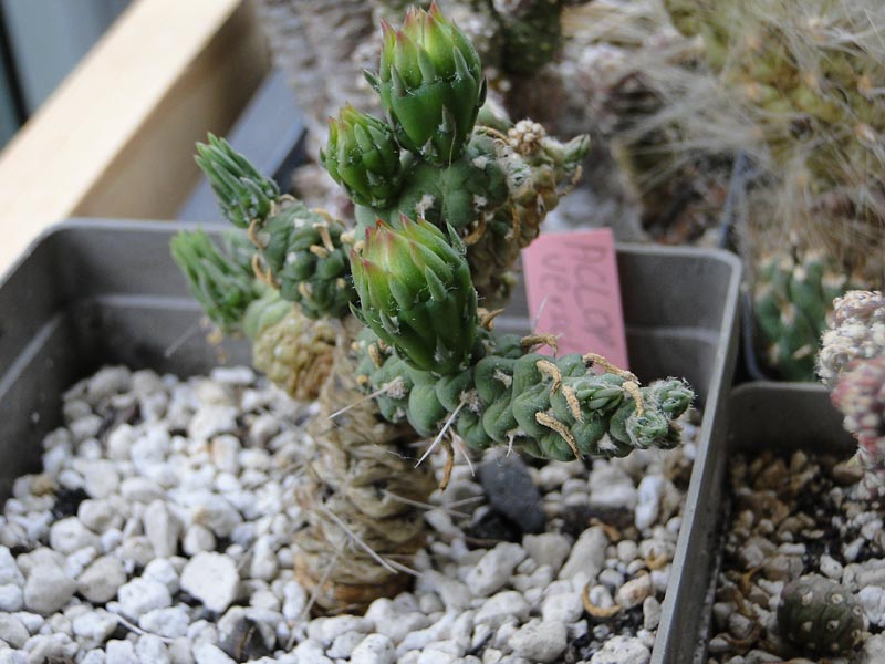 Austrocylindropuntia verschaffeltii 2012 Juno12.jpg