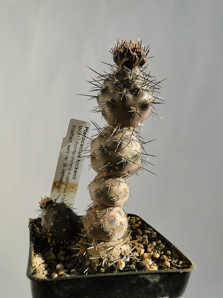 Pterocactus hickenii, Porrito Moreno 2012 Mai01.jpg