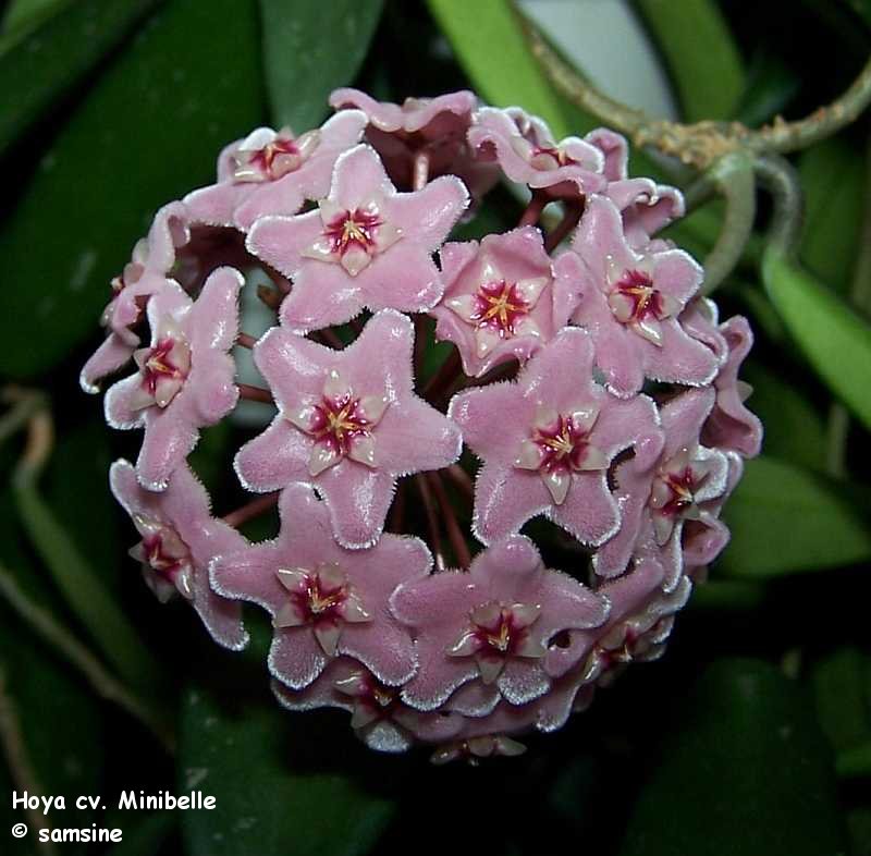 Hoya cv. Minibelle