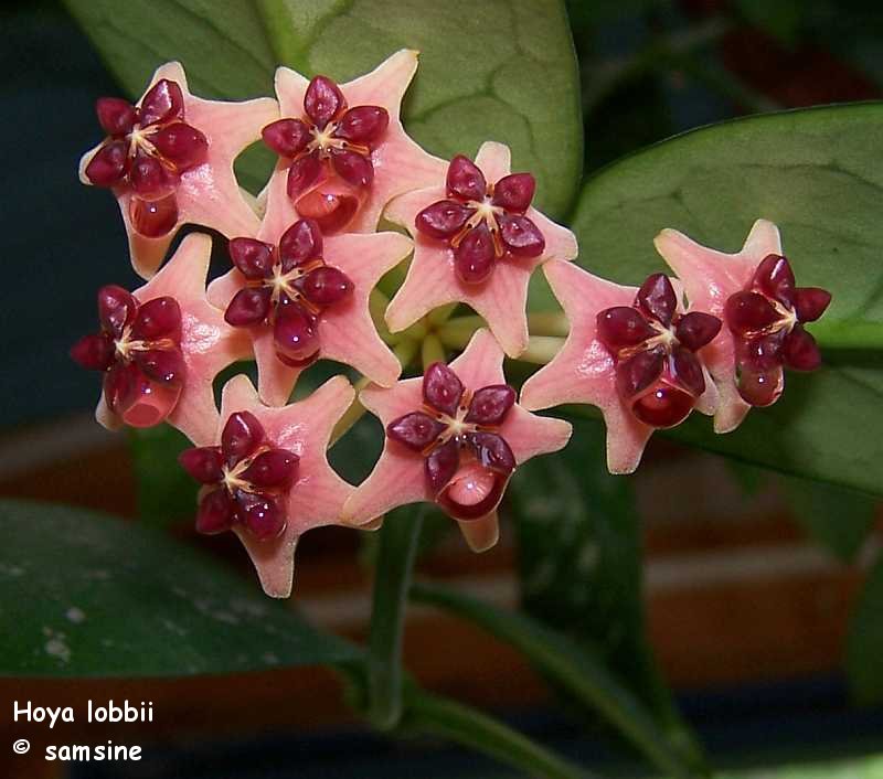 Hoya lobbii