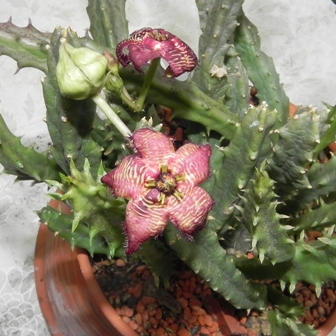 Stapelia engleriana.jpg