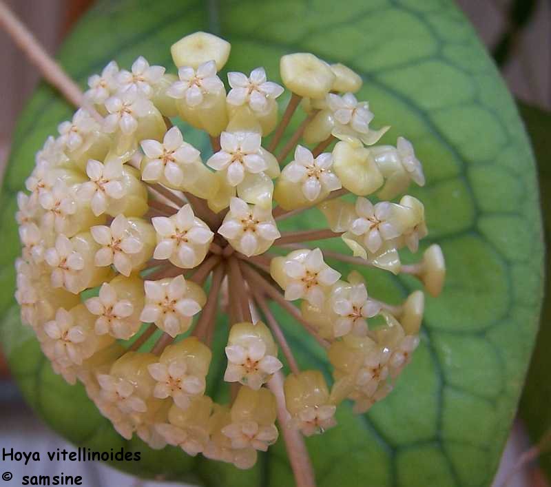 Hoya vitellinoides