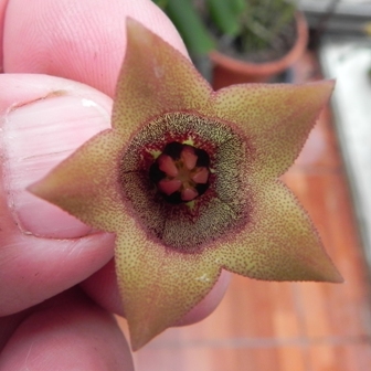 Orbea huernioides.jpg