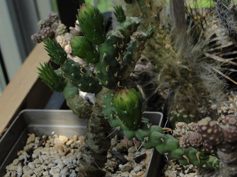 Austrocylindropuntia verschaffeltii 2012 Juno19.jpg