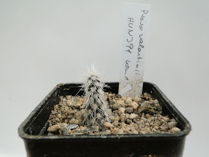 Pterocactus valentinii HUN391 Klon1 2012Mai19.jpg