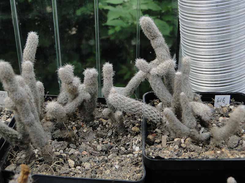 Pterocactus valentinii HPT616 2012 Juno17.jpg