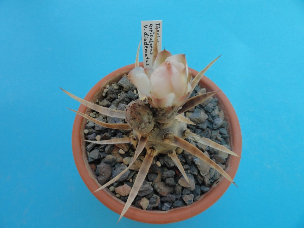 Tephrocactus articulatus var. diadematus.JPG