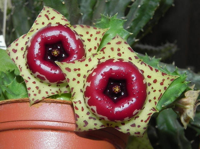 Huernia plowesii.JPG