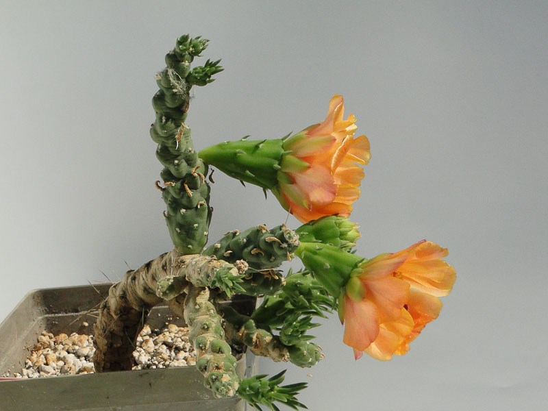 Austrocylindropuntia verschaffeltii 2012 Juli01-8.jpg