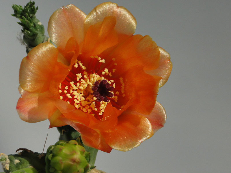 Austrocylindropuntia verschaffeltii 2012 Juli01-9.jpg