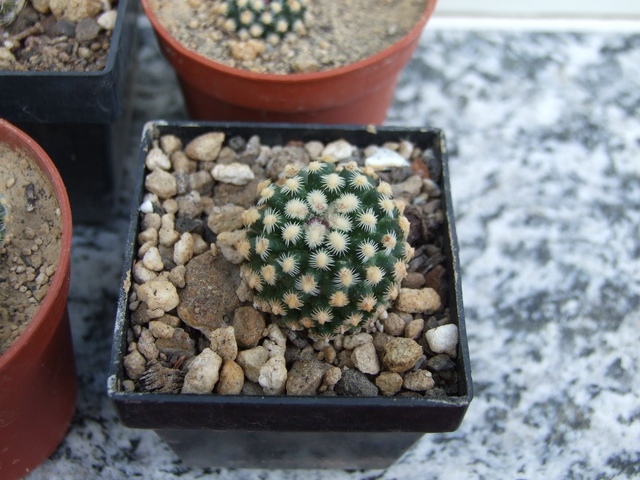 comp_Pediocactus div. (1).jpg