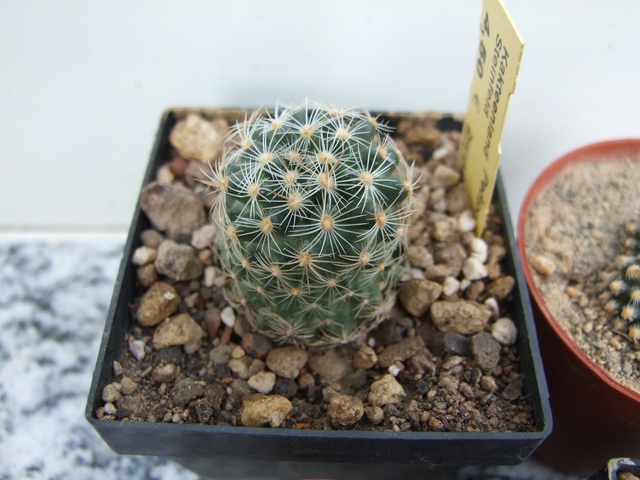 comp_Pediocactus div. (3).jpg