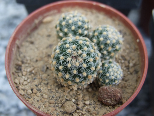 comp_Pediocactus div. (5).jpg