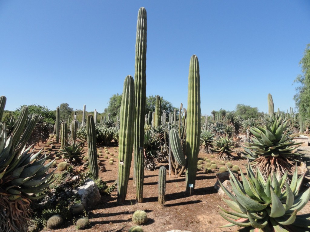 Pachycereus pringlei.JPG