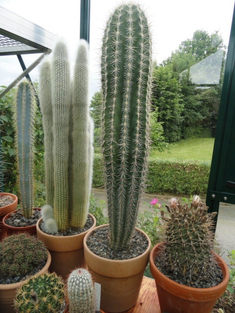 Pachycereus pringlei.JPG