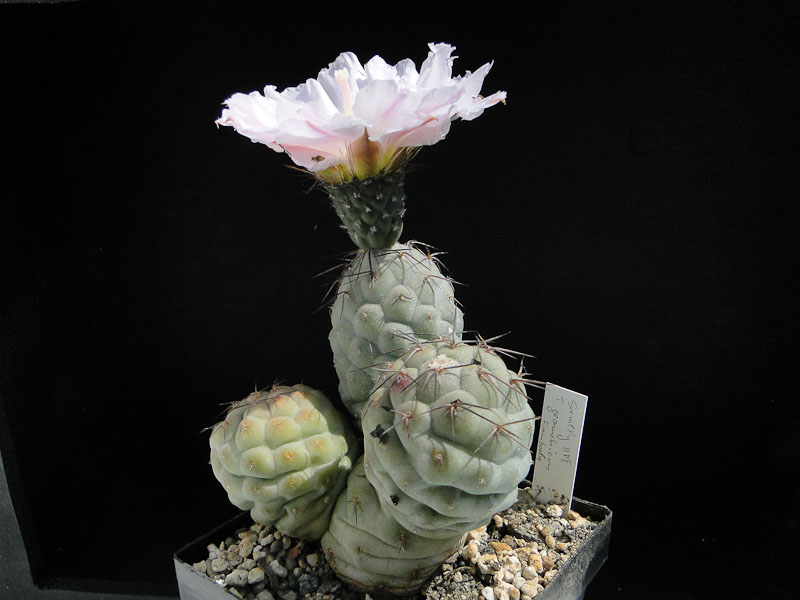 Tephrocactus geometricus HPT, Fiambala 2012 Juli10-2.jpg