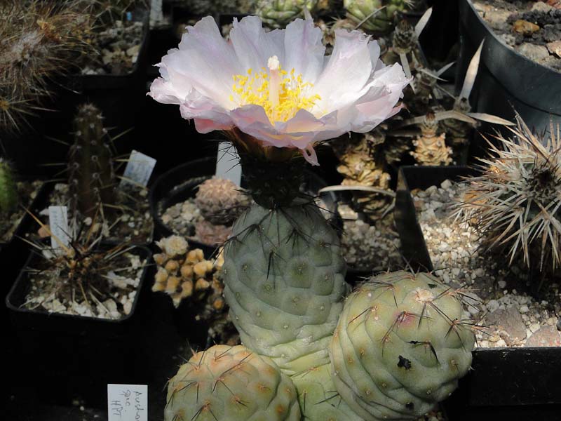 Tephrocactus geometricus HPT, Fiambala 2012 Juli10-1.jpg