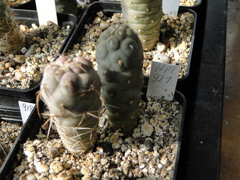 Tephrocactus geometricus HPT921 2012 Mai19.jpg