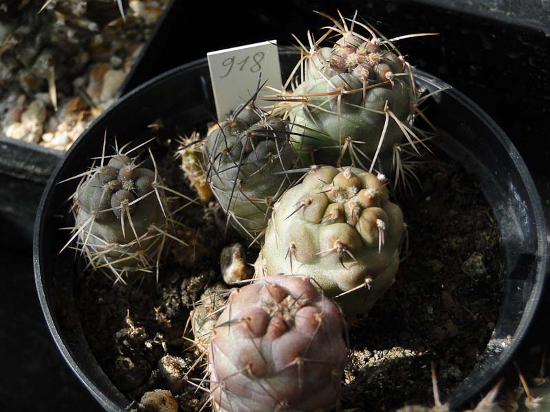 Tephrocactus geometricus HPT918 2012 Mai19-5.jpg