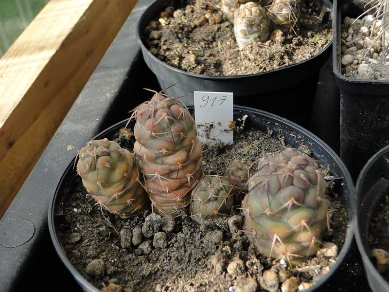 Tephrocactus geometricus HPT917 2012 Mai19.jpg