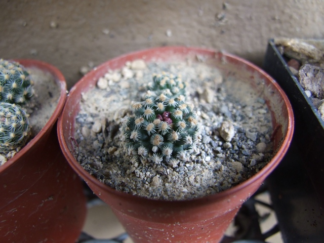 comp_Pediocactus knospig (1).jpg