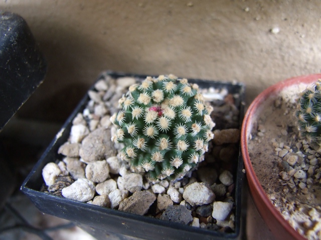 comp_Pediocactus knospig (2).jpg